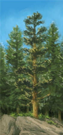 Kaskadia Pomniki Przyrody rozszerzenie DODATEK do gry ROKU logiczna PIĘKNA