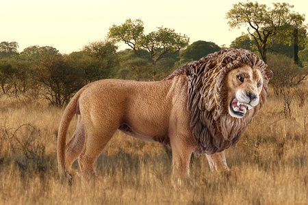 SCHLEICH 14726 LEW figurka premium figurki zwierząt PREMIUM ORYGINALNA